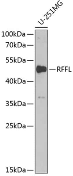 Invitrogen RFFL Polyclonal Antibody 100 &mu;L | Buy Online | Invitrogen&trade; | Fisher Scientific