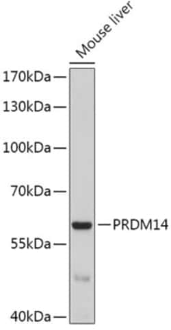 Invitrogen PRDM14 Polyclonal Antibody 100 &mu;L; Unconjugated:Antibodies,