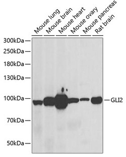 Invitrogen GLI2 Polyclonal Antibody 100 &mu;L; Unconjugated:Antibodies,
