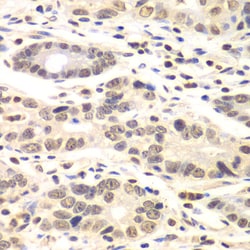 Invitrogen Cyclin C Polyclonal Antibody 100 &mu;L; Unconjugated:Antibodies,