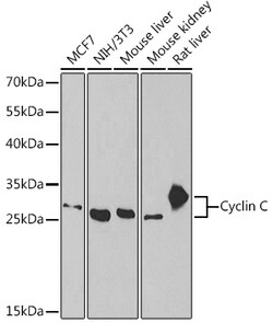Invitrogen Cyclin C Polyclonal Antibody 100 &mu;L; Unconjugated:Antibodies,