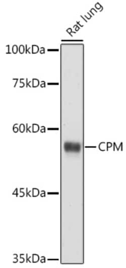 Invitrogen Carboxypeptidase M Polyclonal Antibody 100 &mu;L; Unconjugated:Antibodies,