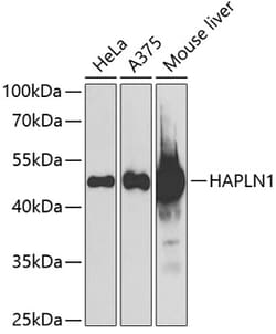 Invitrogen HAPLN1 Polyclonal Antibody 100 &mu;L; Unconjugated:Antibodies,
