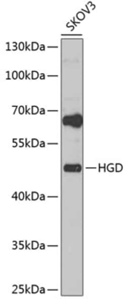 Invitrogen HGD Polyclonal Antibody 100 &mu;L; Unconjugated:Antibodies,