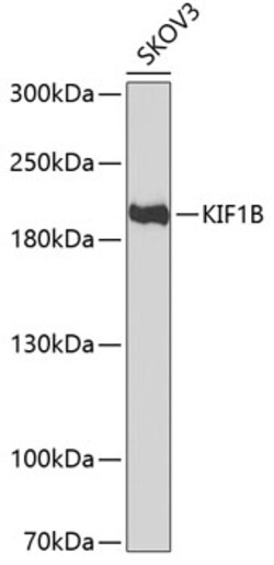 KIF1B Polyclonal Antibody:Antibodies, Polyclonal