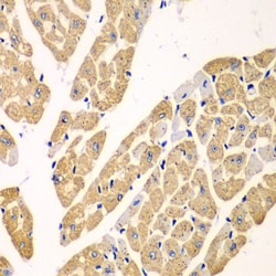 Invitrogen KYNU Polyclonal Antibody 100 &mu;L; Unconjugated:Antibodies,