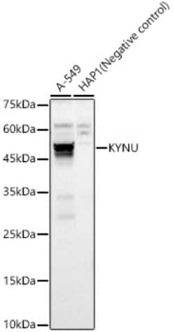 Invitrogen KYNU Polyclonal Antibody 100 &mu;L; Unconjugated:Antibodies,