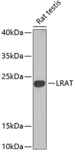 LRAT Polyclonal Antibody, Invitrogen 100 &mu;L; Unconjugated:Antibodies,