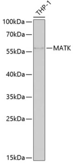 Invitrogen MATK Polyclonal Antibody 100 &mu;L; Unconjugated:Anticuerpos
