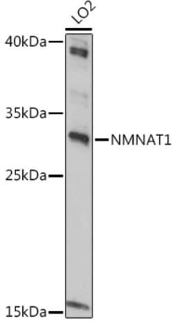 NMNAT1 Polyclonal Antibody:Antibodies, Polyclonal