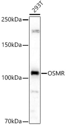 Invitrogen OSMR Polyclonal Antibody 100 &mu;L; Unconjugated:Antibodies,