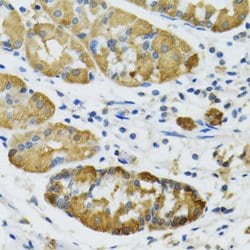 PLA2G2D Polyclonal Antibody, Invitrogen 100 &mu;L; Unconjugated:Antibodies,