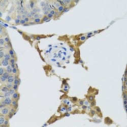 PLA2G2D Polyclonal Antibody, Invitrogen 100 &mu;L; Unconjugated:Antibodies,