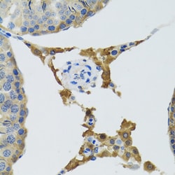 PLA2G2D Polyclonal Antibody, Invitrogen 100 &mu;L; Unconjugated:Antibodies,