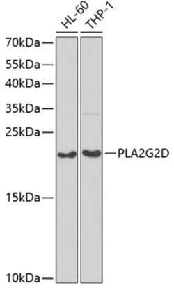 PLA2G2D Polyclonal Antibody, Invitrogen 100 &mu;L; Unconjugated:Antibodies,