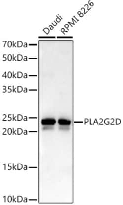 PLA2G2D Polyclonal Antibody, Invitrogen 100 &mu;L; Unconjugated:Antibodies,