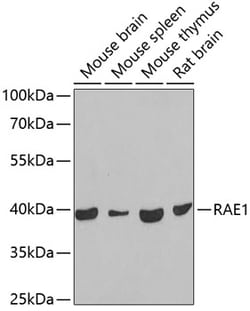 Invitrogen RAE1 Polyclonal Antibody 100 &mu;L; Unconjugated:Antibodies,