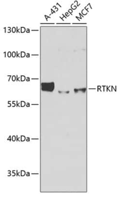 Invitrogen Rhotekin Polyclonal Antibody 100 &mu;L; Unconjugated:Antibodies,