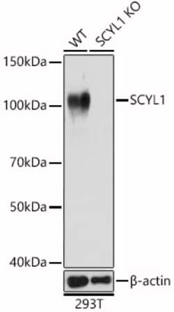 SCYL1 Polyclonal Antibody:Antibodies, Polyclonal