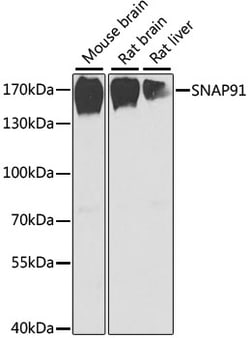 Invitrogen SNAP91 Polyclonal Antibody 100 &mu;L; Unconjugated:Antibodies,