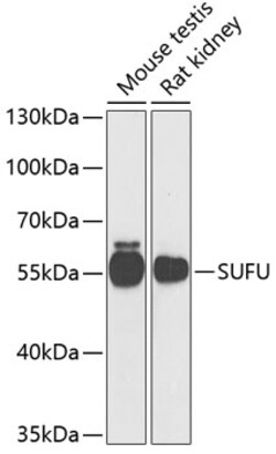 Invitrogen SUFU Polyclonal Antibody 100 &mu;L; Unconjugated:Antibodies,