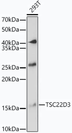 Invitrogen GILZ Polyclonal Antibody 100 &mu;L; Unconjugated:Antibodies,