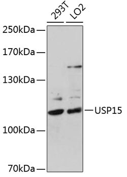 Invitrogen USP15 Polyclonal Antibody 100 &mu;L; Unconjugated:Antibodies,