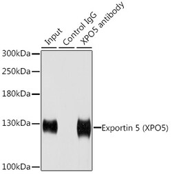 Invitrogen XPO5 Polyclonal Antibody 100 &mu;L | Buy Online | Invitrogen&trade; | Fisher Scientific