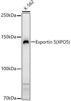 Invitrogen XPO5 Polyclonal Antibody 100 &mu;L | Buy Online | Invitrogen&trade; | Fisher Scientific