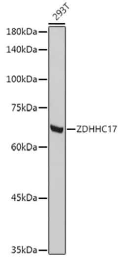 Invitrogen ZDHHC17 Polyclonal Antibody 100 &mu;L; Unconjugated:Antibodies,