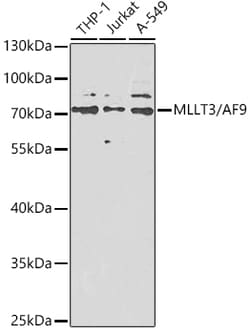 Invitrogen AF9 Polyclonal Antibody 100 &mu;L; Unconjugated:Antibodies,