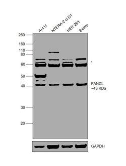 Invitrogen FANCL Polyclonal Antibody 100 &mu;L; Unconjugated:Antibodies,