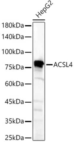 Invitrogen ACSL4 Polyclonal Antibody 100 &mu;L; Unconjugated:Antibodies,
