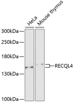 Invitrogen RECQ4 Polyclonal Antibody 100 &mu;L; Unconjugated:Antibodies,