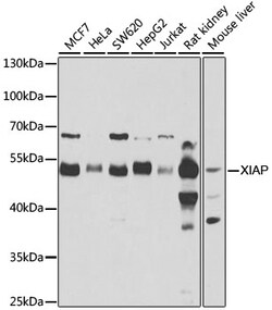 XIAP Polyclonal Antibody:Antibodies, Polyclonal