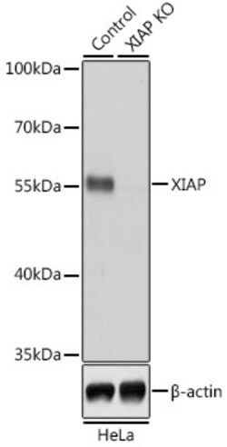 XIAP Polyclonal Antibody:Antibodies, Polyclonal