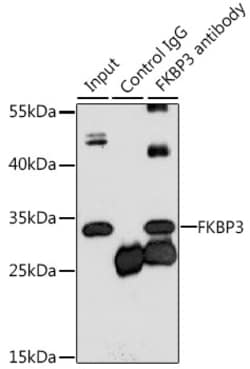 Invitrogen FKBP25 Polyclonal Antibody 100 &mu;L; Unconjugated:Antibodies,