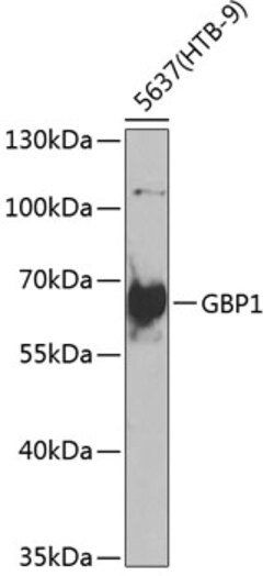 Invitrogen GBP1 Polyclonal Antibody 100 &mu;L | Buy Online | Invitrogen&trade; | Fisher Scientific