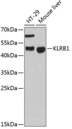 Invitrogen KLRB1 Polyclonal Antibody 100 &mu;L; Unconjugated:Antibodies,