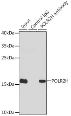 Invitrogen POLR2H Polyclonal Antibody 100 &mu;L; Unconjugated:Antibodies,