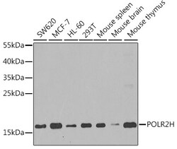 Invitrogen POLR2H Polyclonal Antibody 100 &mu;L; Unconjugated:Antibodies,