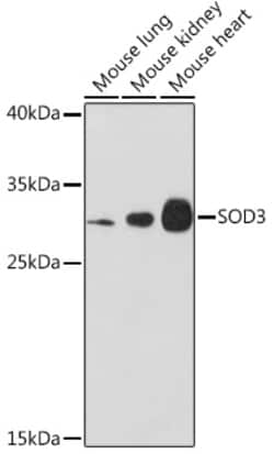 Invitrogen SOD3 Polyclonal Antibody 100 &mu;L; Unconjugated:Antibodies,