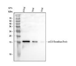 Invitrogen IL-10 Polyclonal Antibody 100 &mu;g; Unconjugated:Antikörper