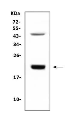 Invitrogen Growth Hormone Polyclonal Antibody 100 &mu;g; Unconjugated:Antibodies,