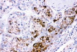Invitrogen CBS Polyclonal Antibody 100 &mu;g; Unconjugated:Antibodies,