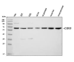 Invitrogen CBS Polyclonal Antibody 100 &mu;g; Unconjugated:Antibodies,