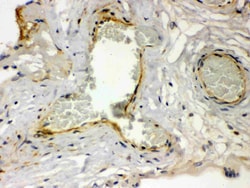 Invitrogen PAR1 Polyclonal Antibody 100 &mu;g; Unconjugated:Antibodies,