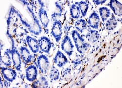 Invitrogen VIP Polyclonal Antibody 100 &mu;g; Unconjugated:Antibodies,