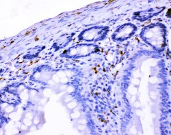 Invitrogen VIP Polyclonal Antibody 100 &mu;g; Unconjugated:Antibodies,
