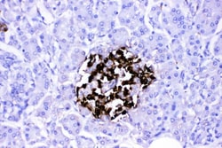 Invitrogen VIP Polyclonal Antibody 100 &mu;g; Unconjugated:Antibodies,